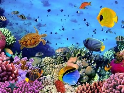 Buceos en hurghada